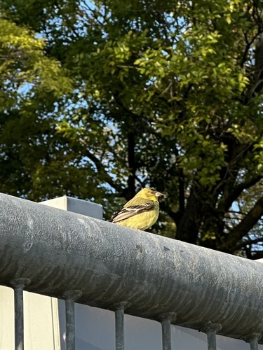 Green-backed Goldfinch