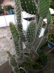 Opuntia senilis