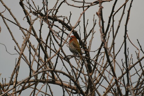 Crimson-browed Finch (Carpodacus subhimachalus), photo 3