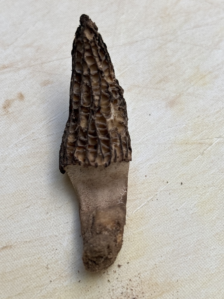 Black Morels from Prescott National Forest, Camp Verde, AZ, US on April 7, 2024 at 0615 PM by