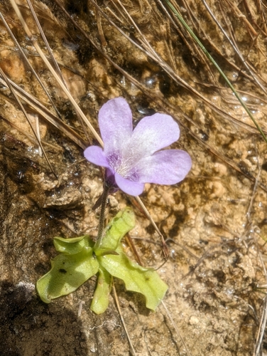 Pinguicula dertosensis