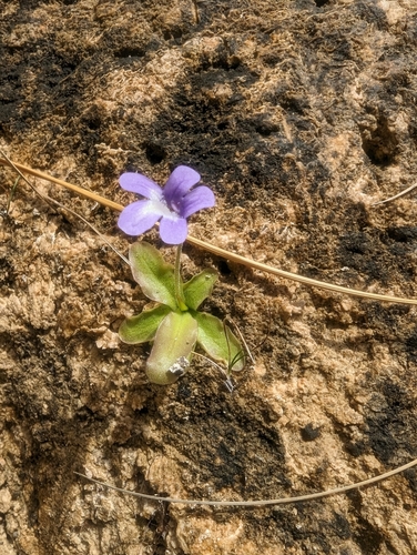 Pinguicula dertosensis