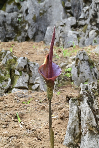Konjac