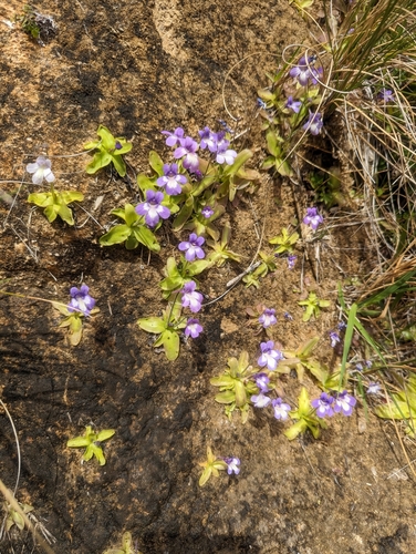 Pinguicula dertosensis