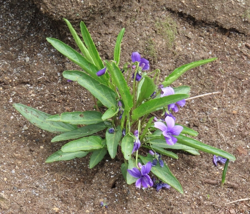 Image of Viola mandshurica by (c) mami_t_t, some rights reserved (CC BY)