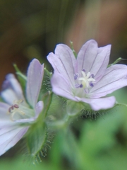 Geranium seemannii