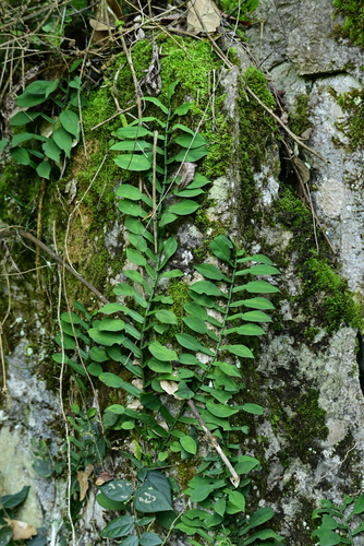 Chinese Pothos
