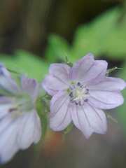 Geranium seemannii