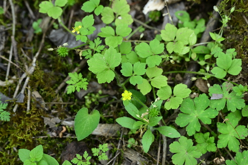 Ranunculus sieboldii iNat (2)