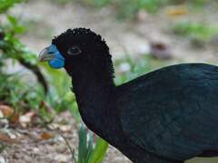 Blue-Billed Curassow photo 5