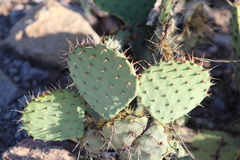 Opuntia chlorotica