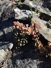 Sedum obtusatum