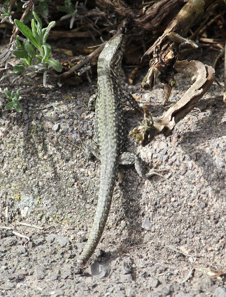 April Lizard Common Wall Lizard in April 2024 by MurderSpagurder · iNaturalist