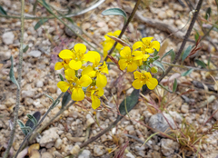 Physaria tenella