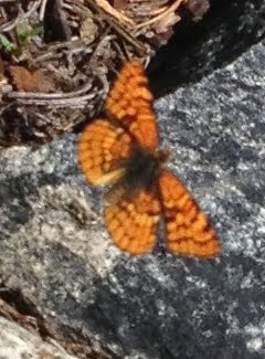 Northern Checkerspot