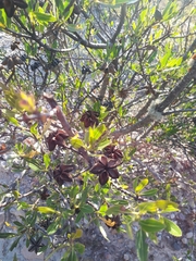 Kageneckia lanceolata