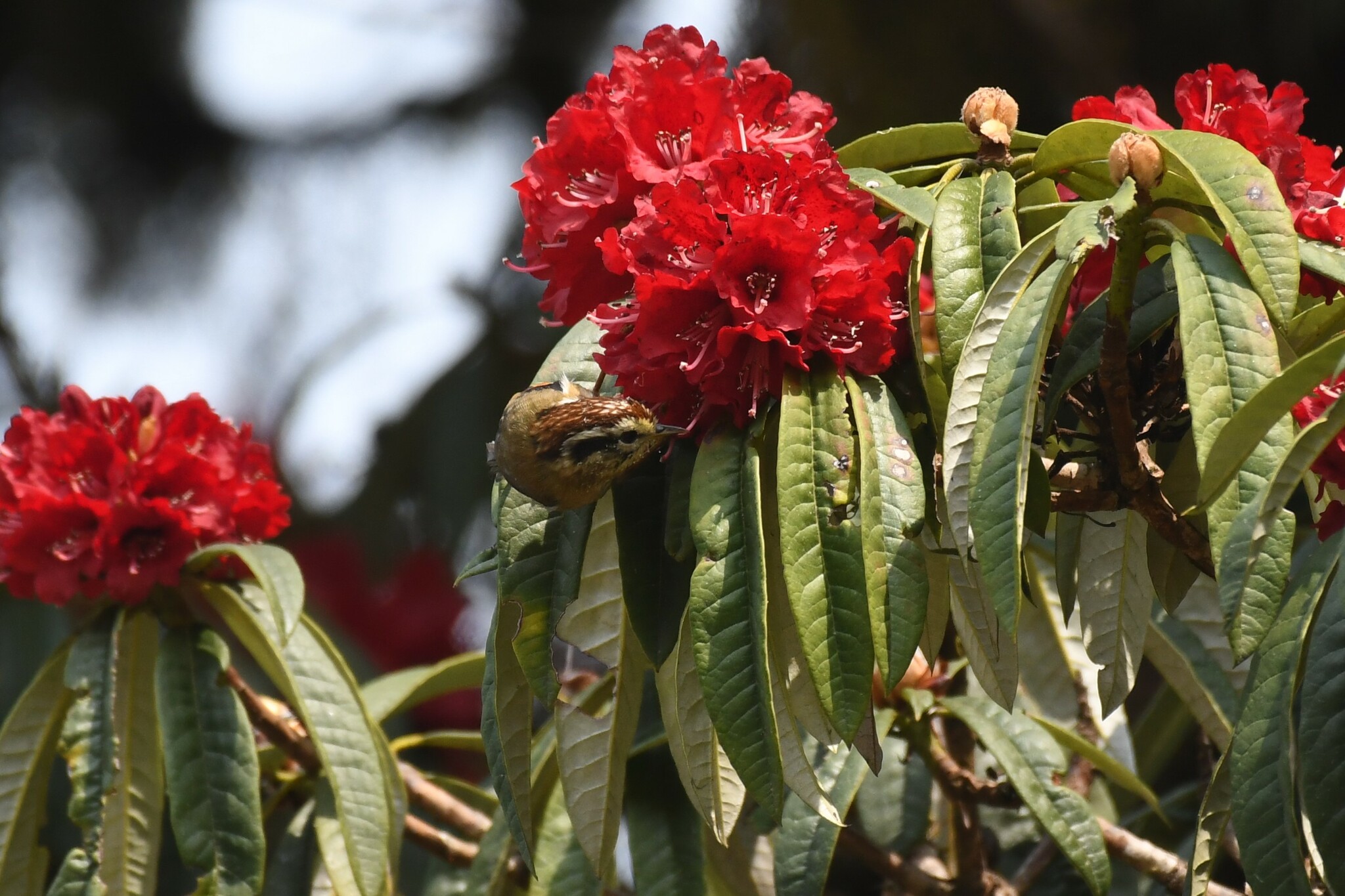 Rufous-winged Fulvetta
