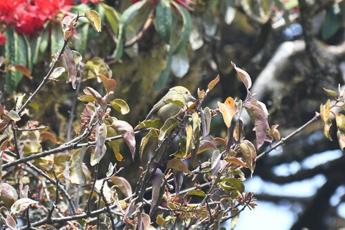 Rufous-capped Babbler (Cyanoderma ruficeps), photo 6