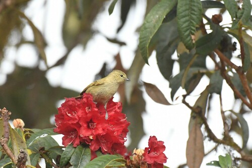 Yellow-browed Tit (Sylviparus modestus), photo 10