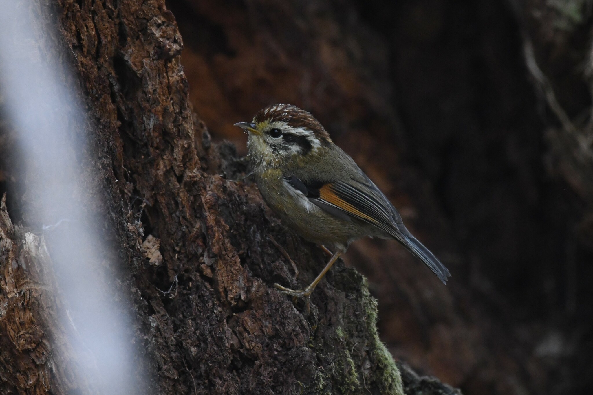 Rufous-winged Fulvetta