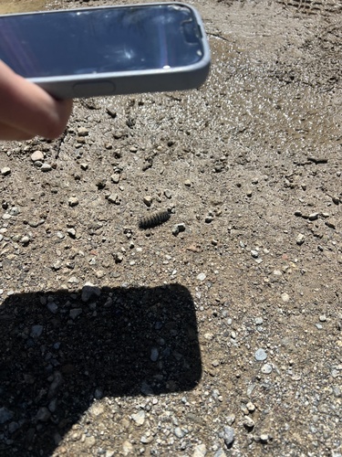 iNaturalist observation photo of Checkerspots, Anglewings, Peacocks, and Allies