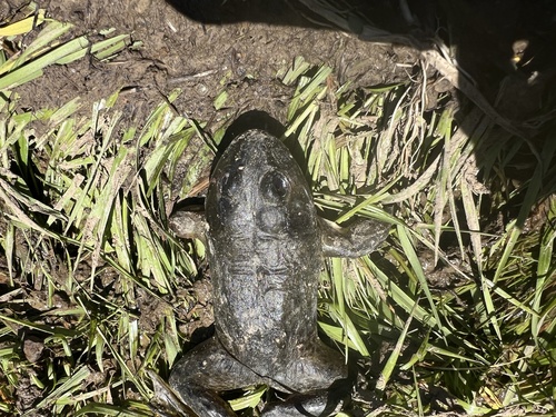iNaturalist observation photo of American Bullfrog
