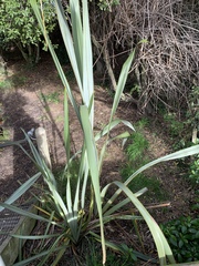 Phormium