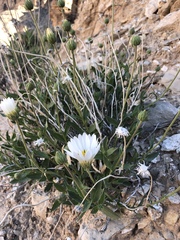 Xylorhiza