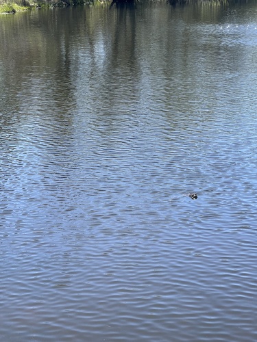 iNaturalist observation photo of American Bullfrog