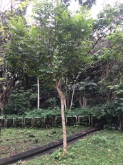 Spathodea campanulata