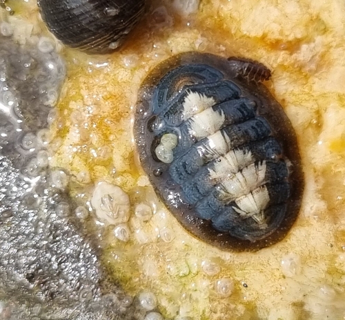Grey Mail-shell, Texel, NL-NH, NL, photo 6 of 10