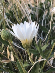 Xylorhiza