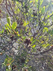 Kageneckia lanceolata