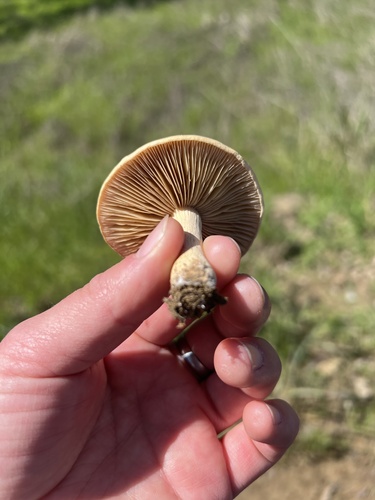 iNaturalist observation photo of Common Gilled Mushrooms and Allies