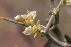 Rhinotropis acanthoclada