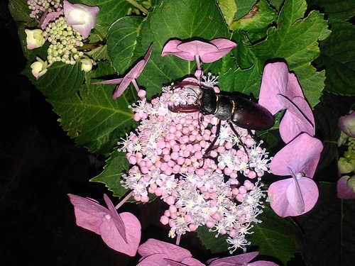 European stag beetle
