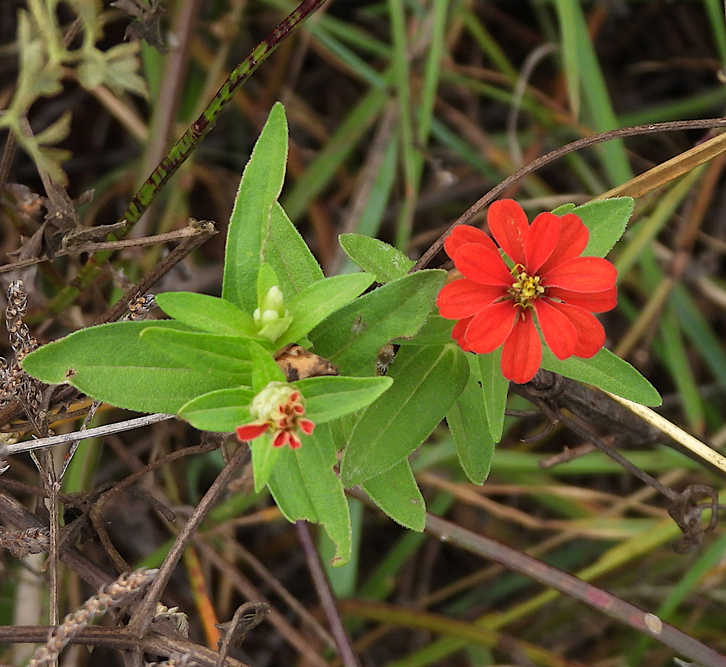 Peruvian zinnia from Lekwena Wildlife Estate, Potchefstroom, South