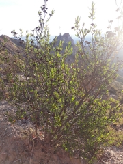 Kageneckia lanceolata