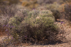 Rhinotropis acanthoclada