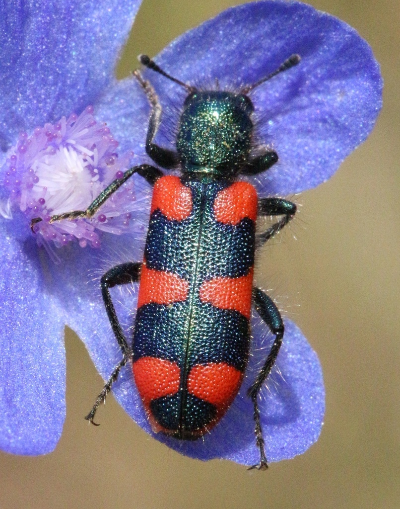 Trichodes affinis