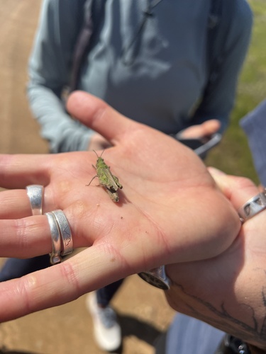 iNaturalist observation photo of Grasshoppers, Crickets, and Katydids