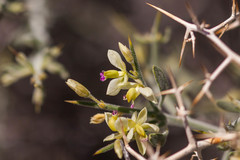 Rhinotropis acanthoclada