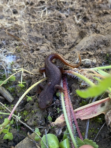 iNaturalist observation photo of California Newt