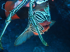 Panulirus versicolor