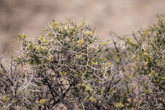 Rhinotropis acanthoclada