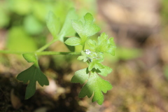 Nemophila parviflora