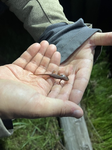 iNaturalist observation photo of California Newt