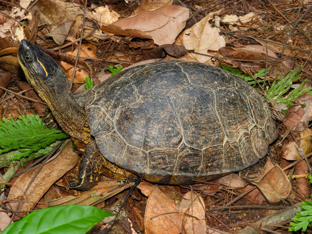 Tortuga Patiamarilla (Reptiles de Bahía Solano) · iNaturalist