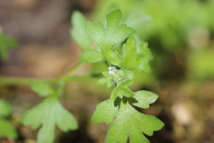 Nemophila parviflora
