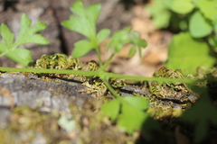 Nemophila parviflora